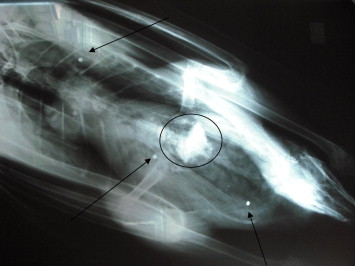 Fig. 2. X-ray of a Bewick’s swan with embedded shotgun pellets (arrows) and showing the gizzard (oval).