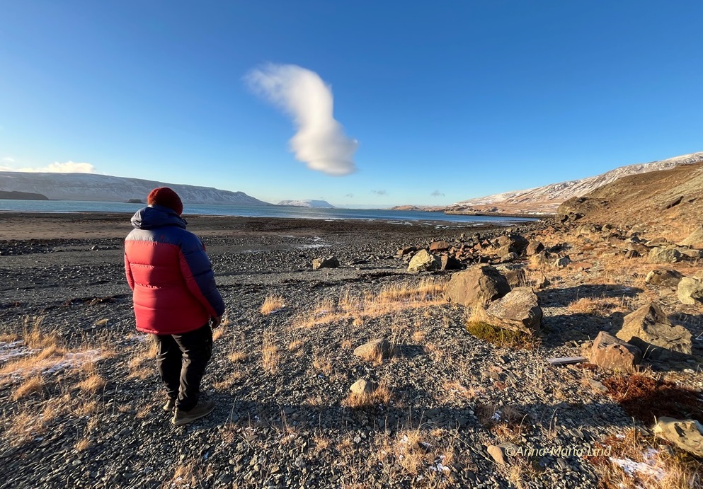 Fyrstu fimm tjaldarnir í Helguvík.