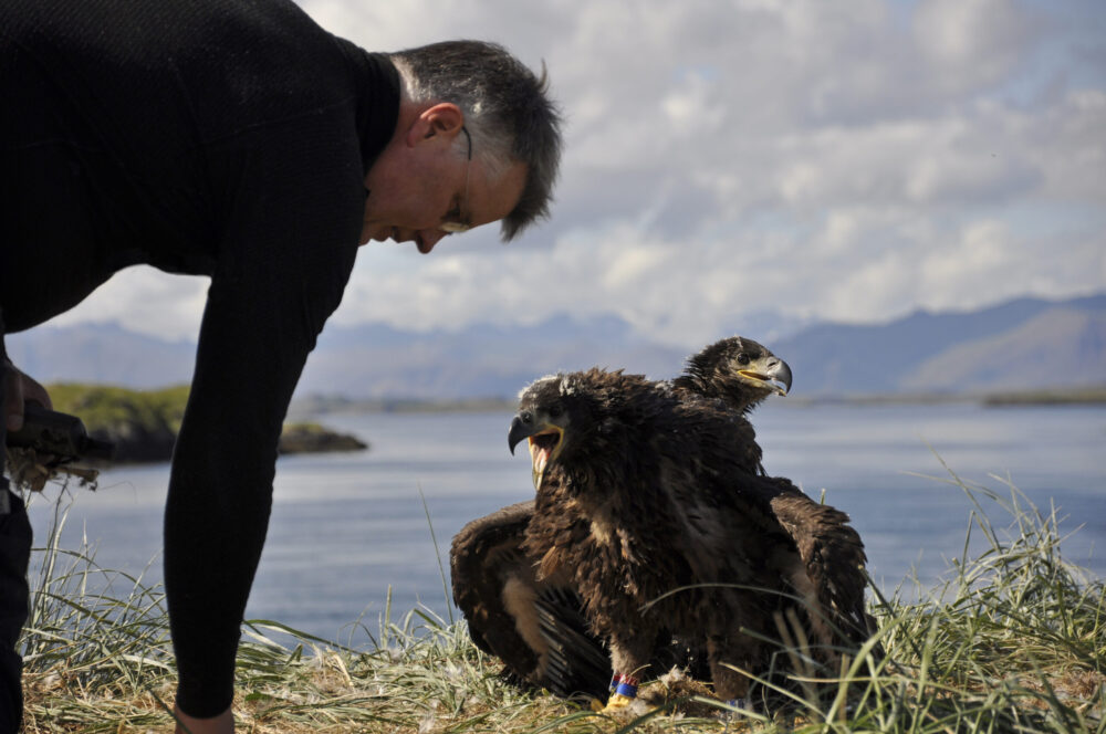 Ljsm. Róbert A. Stefánsson. Kristinn Haukur og arnarungar. 2019.