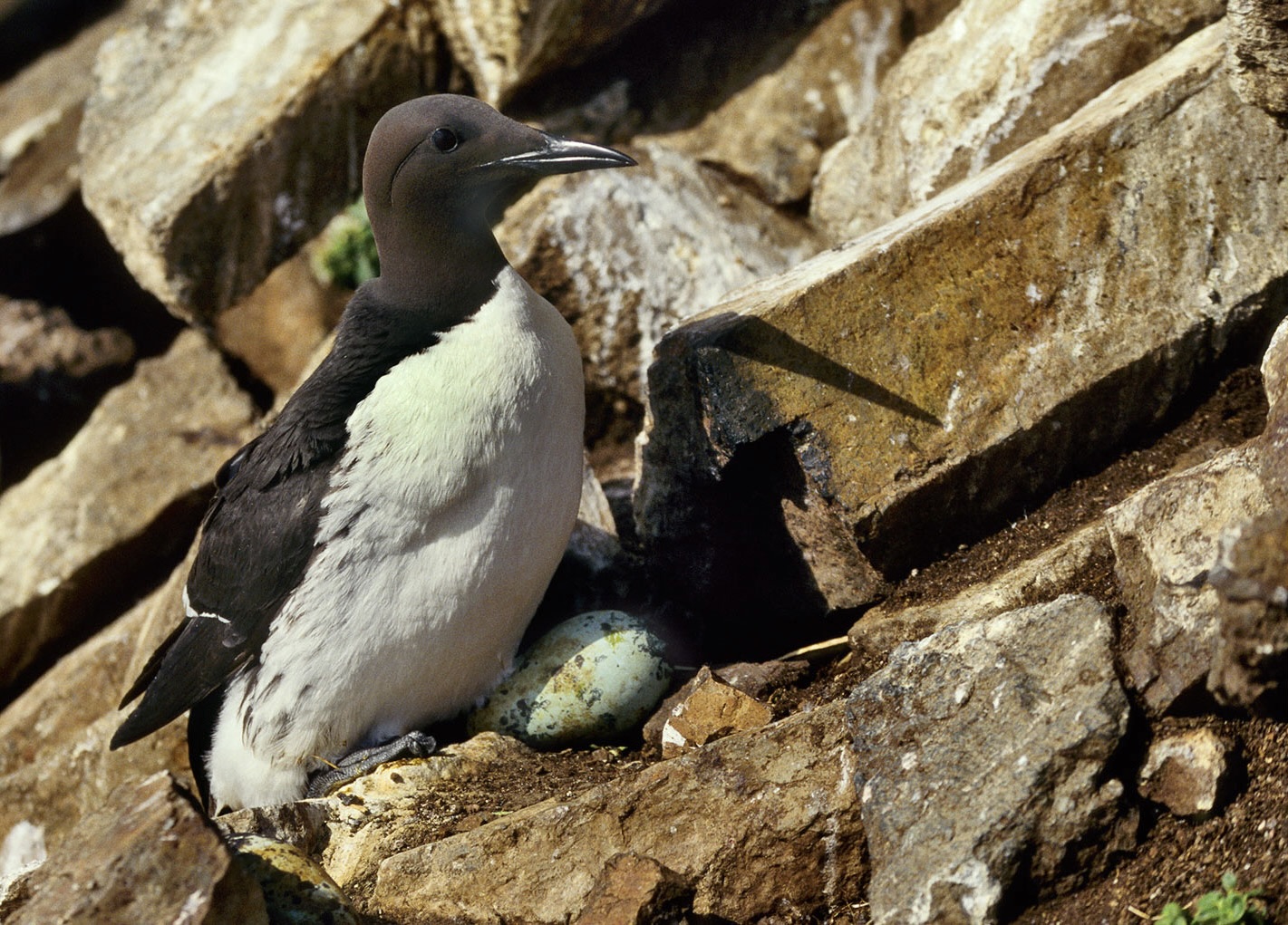 Langvía Mynd: Jóhann Óli