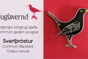 Barmmerki; svartþröstur