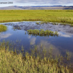 Tjörn í friðlandinu. Ljósmynd: Jóhann Óli Hilmarsson Tjörn í friðlandinu. Ljósmynd: Jóhann Óli Hilmarsson