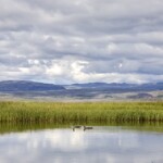 Lómapar á tjörn í Friðlandinu í Flóa. Ljósmynd: Jóhann Óli Hilmarsson Lómapar á tjörn í Friðlandinu í Flóa.