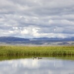 Lómapar á tjörn í Friðlandinu í Flóa. Ljósmynd: Jóhann Óli Hilmarsson Lómapar á tjörn í Friðlandinu í Flóa.