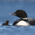 Himbrimi og ungi. Ljósmynd: Sindri Skúlason Himbrimi og ungi. Ljósmynd: Sindri Skúlason
