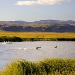 Álftir og lómar í Friðlandinu í Flóa. Ljósmynd: Jóhann Óli Hilmarsson Álftir og lómar í Friðlandinu í Flóa.