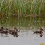 Ungar í Friðlandinu í Flóa. Ljósmynd: Örn Óskarsson Ungar í Friðlandinu í Flóa.
