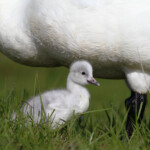 Álftapabbi með unga. Ljósmynd: Elma Rún Benediktsdóttir Álftapabbi með unga. Ljósmynd: Elma Rún Benediktsdóttir