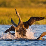 Lómar berjast um óðal. Ljósmynd: Jóhann Óli Hilmarsson Lómar berjast um óðal. Ljósmynd: Jóhann Óli Hilmarsson