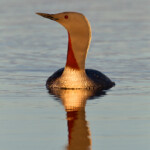 Lómur. Ljósmynd: Jóhann Óli Hilmarsson Lómur. Ljósmynd: Jóhann Óli Hilmarsson