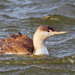Lómur í vetrarbúningi. Ljósmynd: Jóhann Óli Hilmarsson Lómur í vetrarbúningi. Ljósmynd: Jóhann Óli Hilmarsson