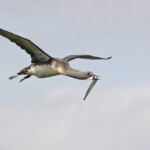 Lómur á flugi með síli. Ljósmynd: Jóhann Óli Hilmarsson Lómur á flugi með síli. Ljósmynd: Jóhann Óli Hilmarsson