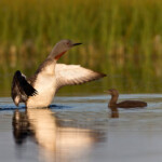 Lómur með unga. Ljósmynd: Jóhann Óli Hilmarsson Lómur með unga. Ljósmynd: Jóhann Óli Hilmarsson