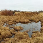 Sjálfboðaliðar að störfum