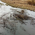 Greinar eru skjól fyrir unga og varna landbroti