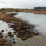 Greinar á vatnsbakka