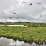 Kríur í friðlandinu