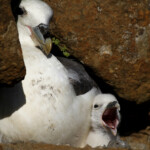 Fýll með unga. Ljósmynd: Elma Rún Benediktsdóttir. Fýll með unga. Ljósmynd: Elma Rún Benediktsdóttir.