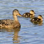 Gargönd með unga. Ljósmynd: Jóhann Óli Hilmarsson. Gargönd með unga. Ljósmynd: Jóhann Óli Hilmarsson.