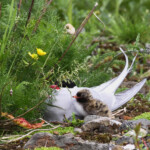 Kría, Sterna paradisaea, með unga. Ljósmynd Elma Rún Benedíktsdóttir. Kría með unga. Ljósmynd: Elma Rún Benedíktsdóttir.