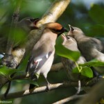 Silkitoppa með unga. Ljósmynd: Yann Kolbeinsson. Silkitoppa með unga. Ljósmynd: Yann Kolbeinsson.
