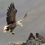 Örn með unga. Ljósmynd: Sindri Skúlason. Örn með unga. Ljósmynd: Sindri Skúlason.