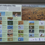 Fuglategundir í Friðlandinu í Flóa © Ljósmynd: Dögg Matthíasdóttir