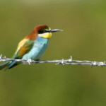 Býsvelgur Býsvelgur