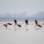 Flæmingjar Flæmingjar