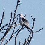Black-shouldered Kite Black-shouldered Kite