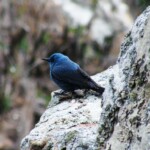 Blue Rock Thrush Blue Rock Thrush