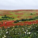 Castro Verde Castro Verde