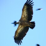 Griffon Vulture Griffon Vulture
