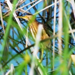 Little Bittern Little Bittern