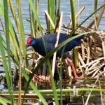 Purple Swamphen Purple Swamphen