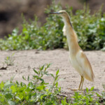 Relluhegri Relluhegri