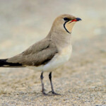 Þernu Þernutrítill