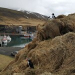 Í stiganum, horft yfir Borgarfjarðarhöfn. Ljósmynd: ©Dögg Matthíasdóttir.