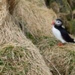 Lundi að vori. Ljósmynd: ©Dögg Matthíasdóttir.