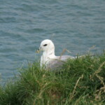 Fýll. Ljósmynd: © Jess Chappell.