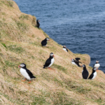Lundar að vori. Ljósmynd © Dögg Matthíasdóttir. Hafnarhólmi, lundar