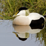 Æðarfugl - bliki. © Jóhann Óli Hilmarsson Æðarfugl © Jóhann Óli Hilmarsson