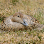 Æðarfugl - kolla. © Jóhann Óli Hilmarsson