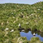 Æðarfugl í Hafnarhólma. Ljósmynd: ©Jóhann Óli HIlmarsson.