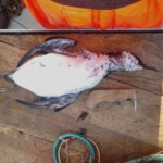 Langvía drukknuð úr neti. Langvía drukknuð úr neti.