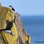 Borgarfjörður eystri