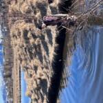 Sjálfboðaliði í Vatnsmýrinni í Reykjavík.