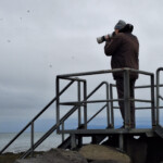 Fuglaskoðun 11. október 2025 Fuglaskoðun 11. október 2025 Mynd: Vala Friðriksdóttir