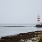 Fuglaskoðun 11. október 2025 Fuglaskoðun