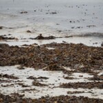 Fuglaskoðun 11. október 2025 Fuglaskoðun